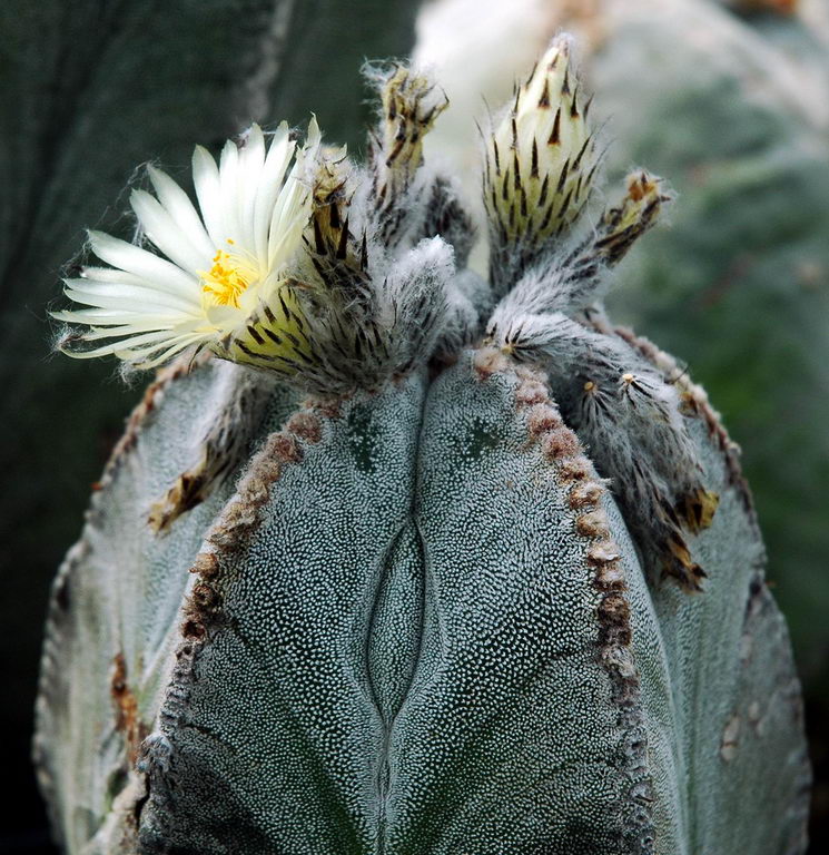 کاکتوس کلاه اسقف(استررفیتوم)